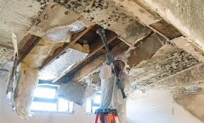 Best Mold Damage Restoration  in USA